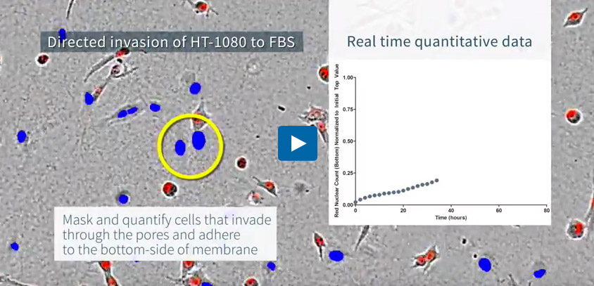 Directed invasion of HT-1080 fibrosarcoma cells through a 3D matrix of basement membrane extract (BME) toward serum